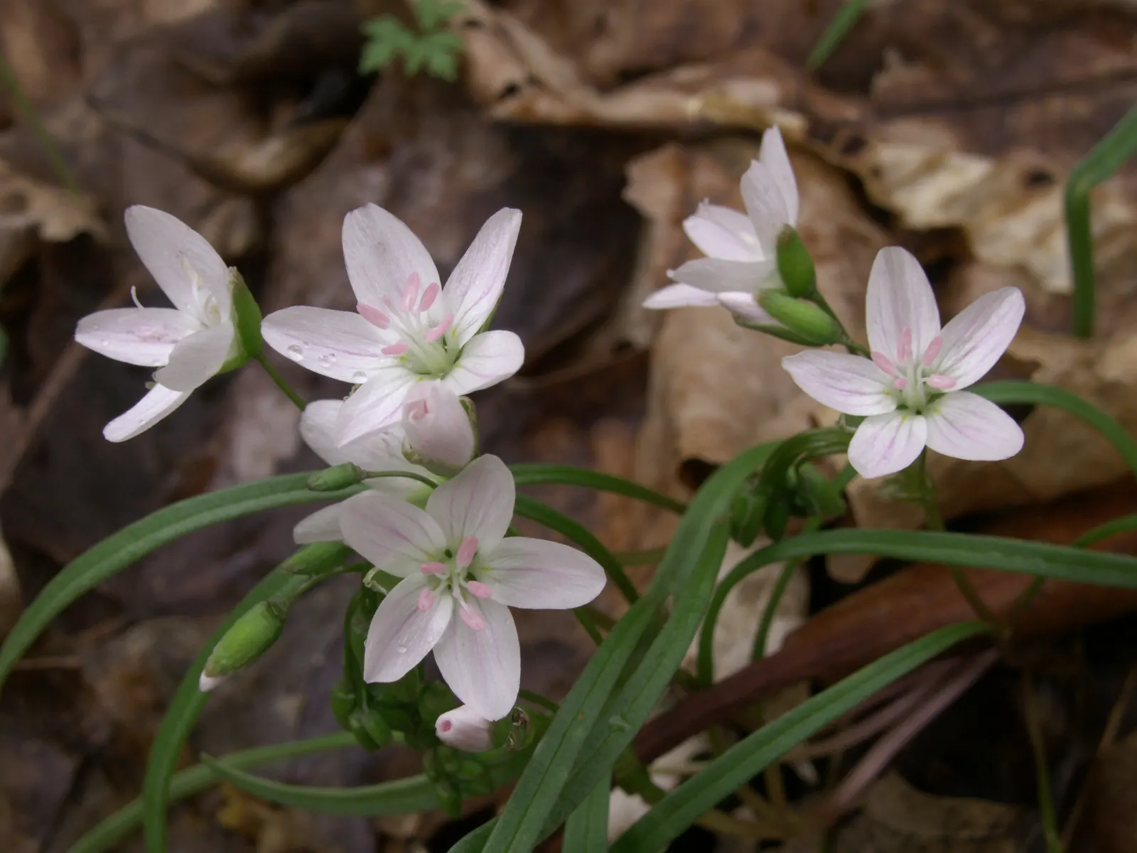 Spring Beauty (Claytonia Virginica) — annual for half; enhancing your garden's appeal with little effort, image 120