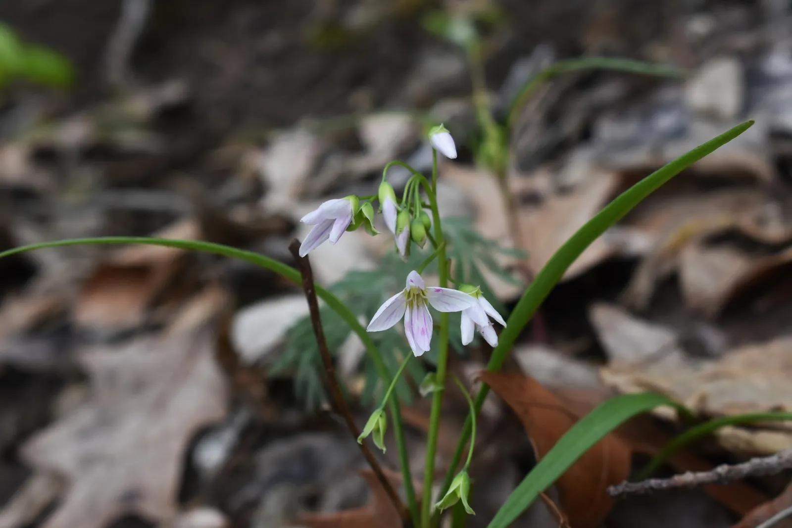 Spring Beauty (Claytonia Virginica) — This enchanting perennial; ideal for naturalizing in woodland gardens or informal areas, image 68