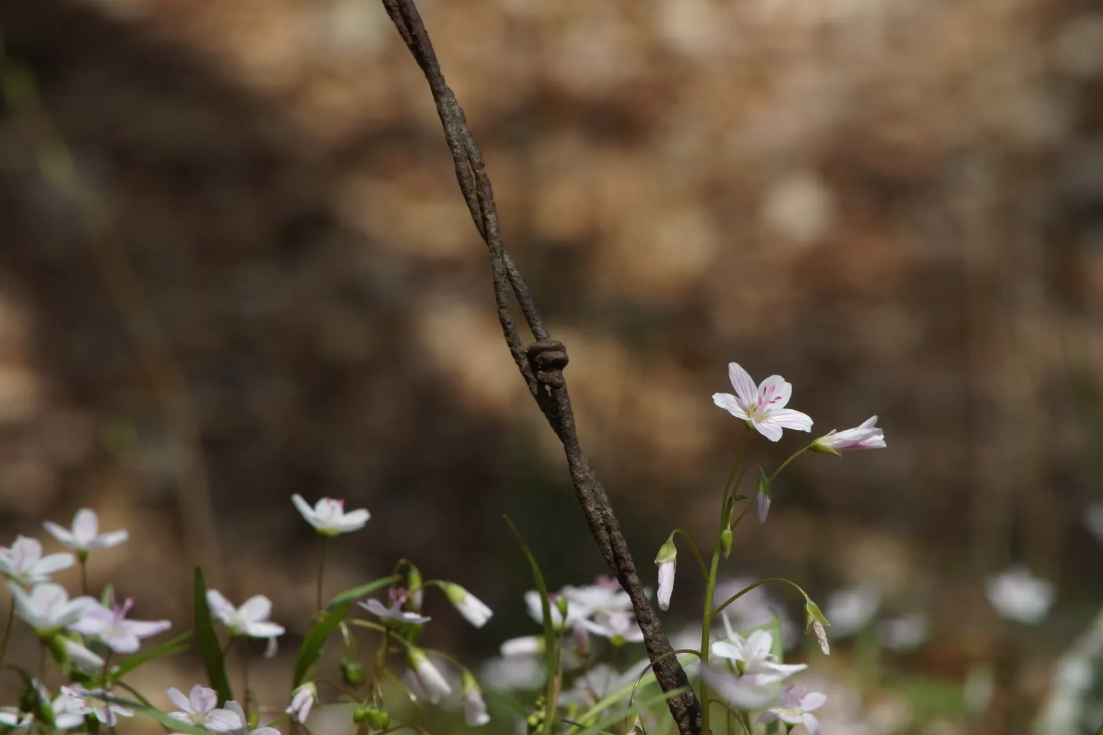 Spring Beauty (Claytonia Virginica) — it can also adapt to full sun conditions if consistently moist soil is assured.<br><br>The plant's slender