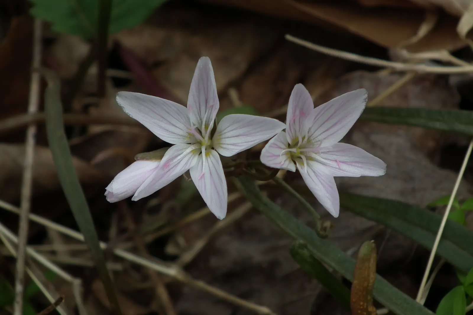 Spring Beauty (Claytonia Virginica) — each exhibit fine pink streaks and span about 0.5 to 0.75 inches across; thriving in partial shade, image 168