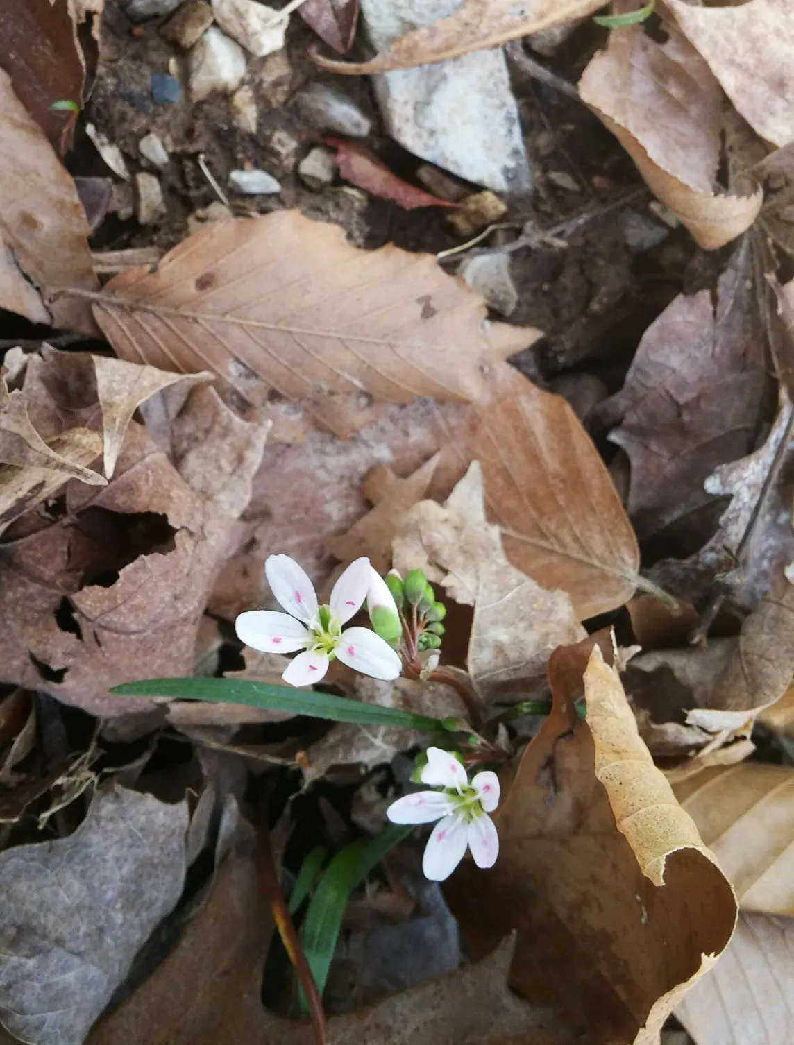 Spring Beauty (Claytonia Virginica) — Claytonia virginica requires minimal maintenance; measuring 1 to 6 inches in length and 0.1 to 0.5 inches in width