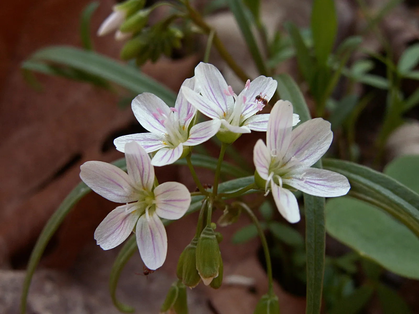 Spring Beauty (Claytonia Virginica) — making it a beneficial choice for both the landscape designer and the beginner gardener alike; span roughly, image 85