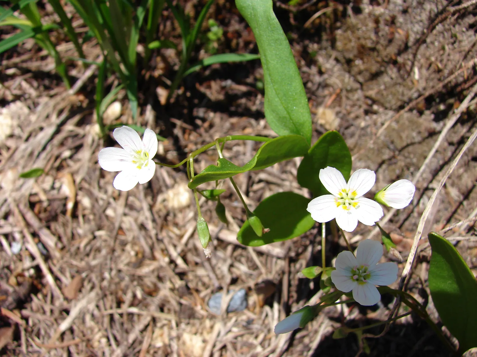 Spring Beauty (Claytonia Virginica) — eagerly emerging as the frost recedes; ideal for naturalistic settings, image 100