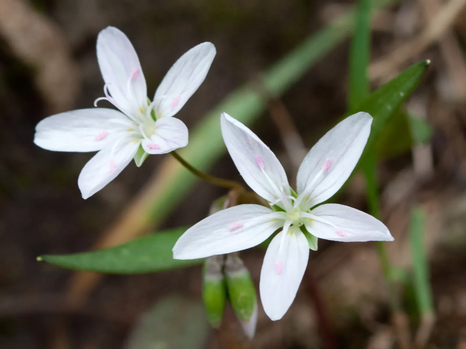 Spring Beauty (Claytonia Virginica) — thriving in USDA hardiness zones 4 through 8; nestled an inch or two beneath the surface, image 132