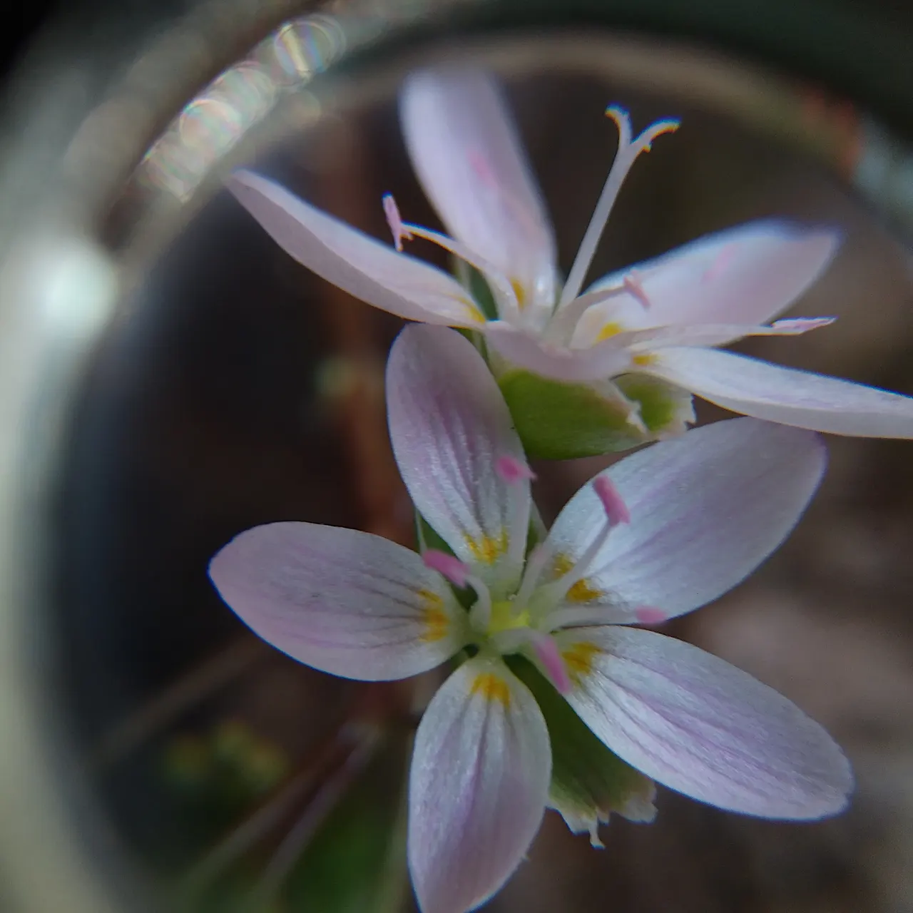 Spring Beauty (Claytonia Virginica) — the Spring Beauty (Claytonia virginica); annual for half, image 69