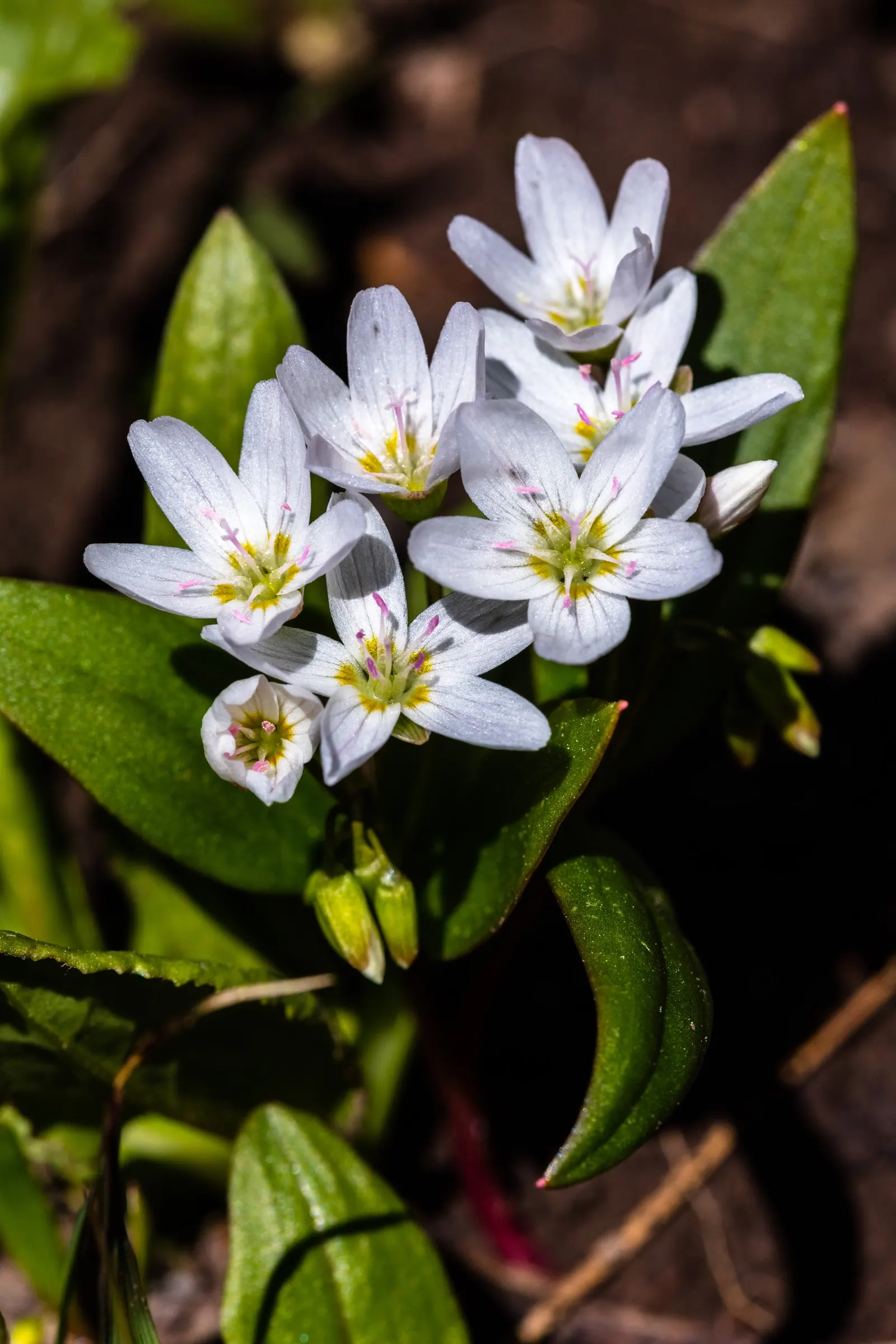Spring Beauty (Claytonia Virginica) — making it a beneficial choice for both the landscape designer and the beginner gardener alike; span roughly 0.5 inches in