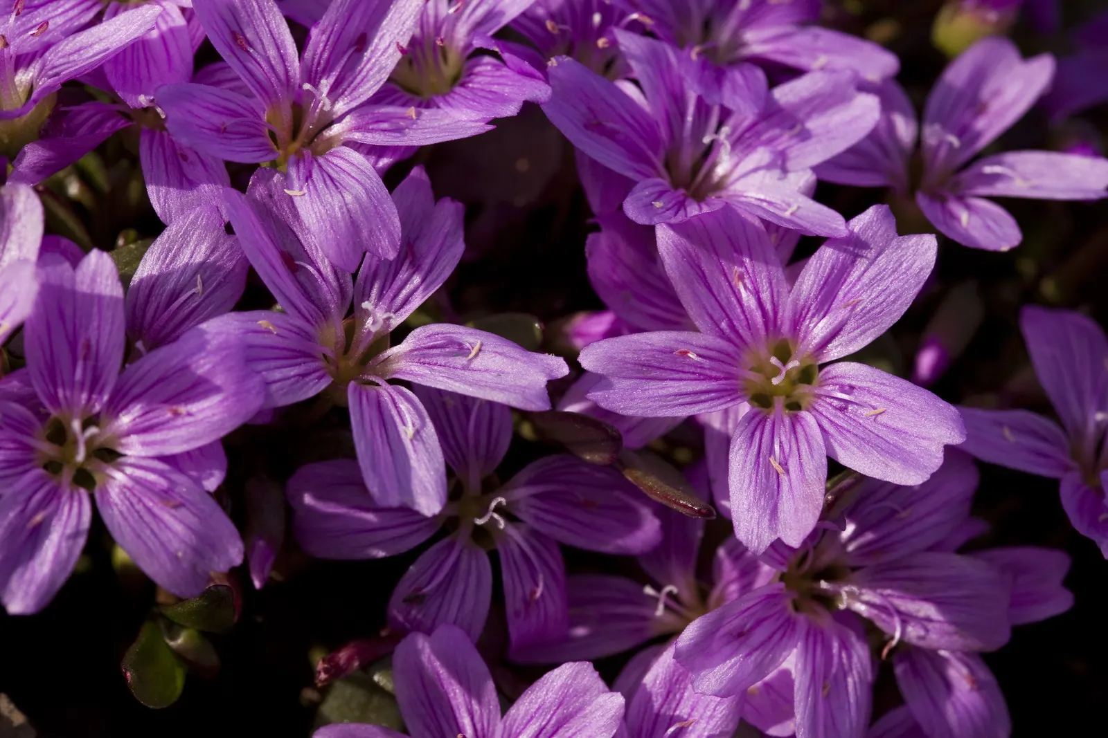 Spring Beauty (Claytonia Virginica) — pink and white flowers in the garden; with a preference for dappled sunlight, image 118