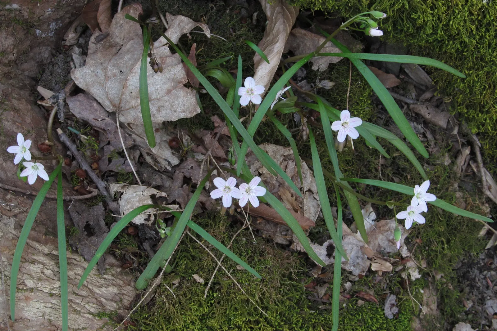 Spring Beauty (Claytonia Virginica) — Its habitat ranges widely from well-drained woodlands to moist riverbanks; it can also adapt to full sun conditions if