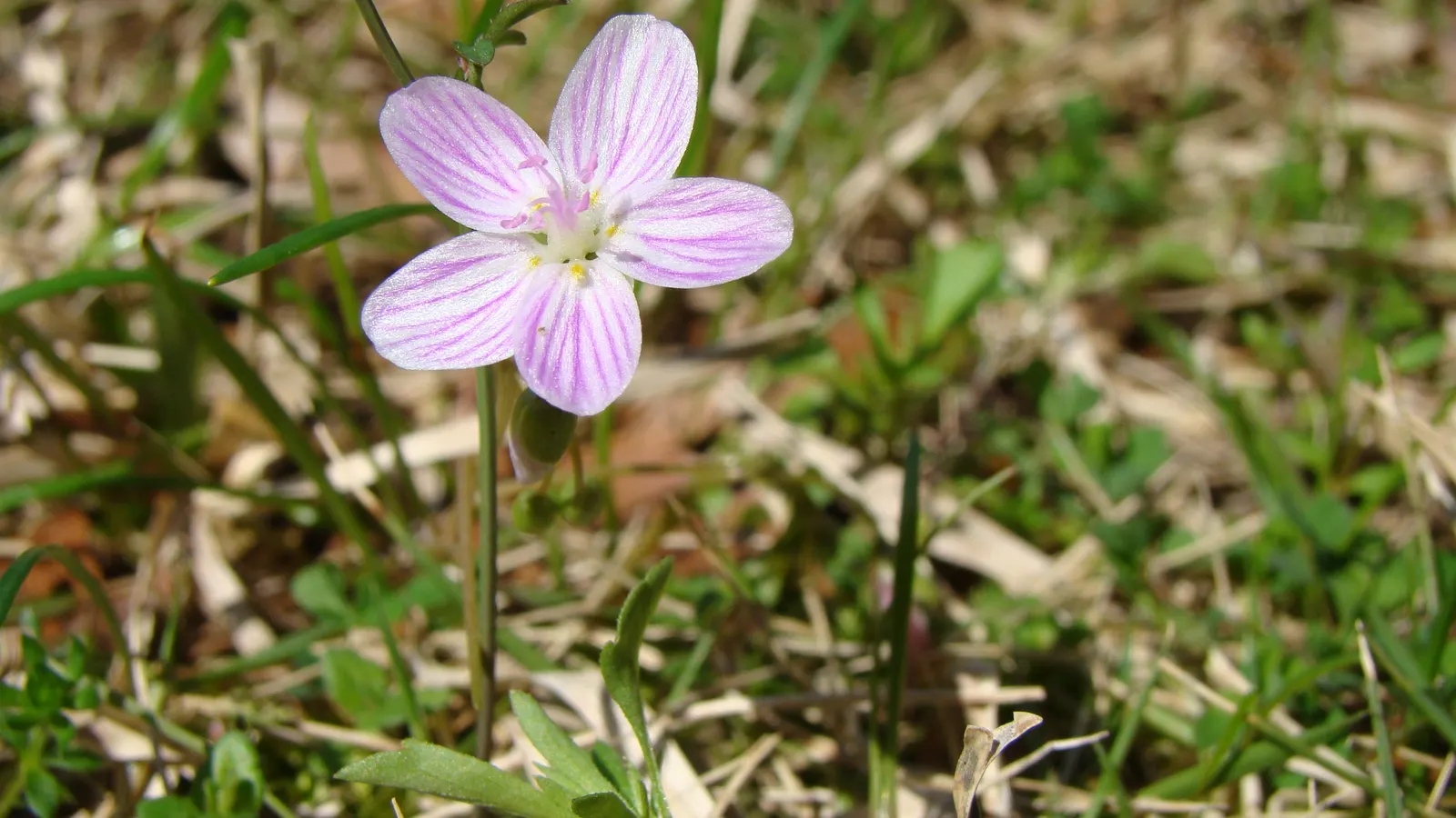 Spring Beauty (Claytonia Virginica) — the Spring Beauty (Claytonia virginica)