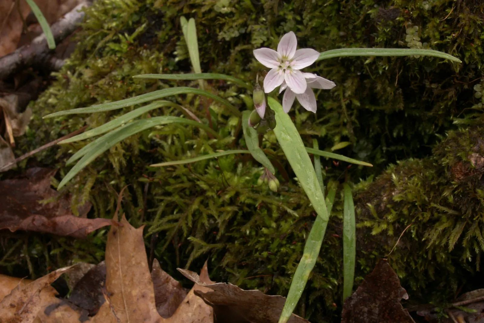 Spring Beauty (Claytonia Virginica) — Ideal for naturalistic settings; create an understated backdrop for the delicate star-shaped flowers, image 97