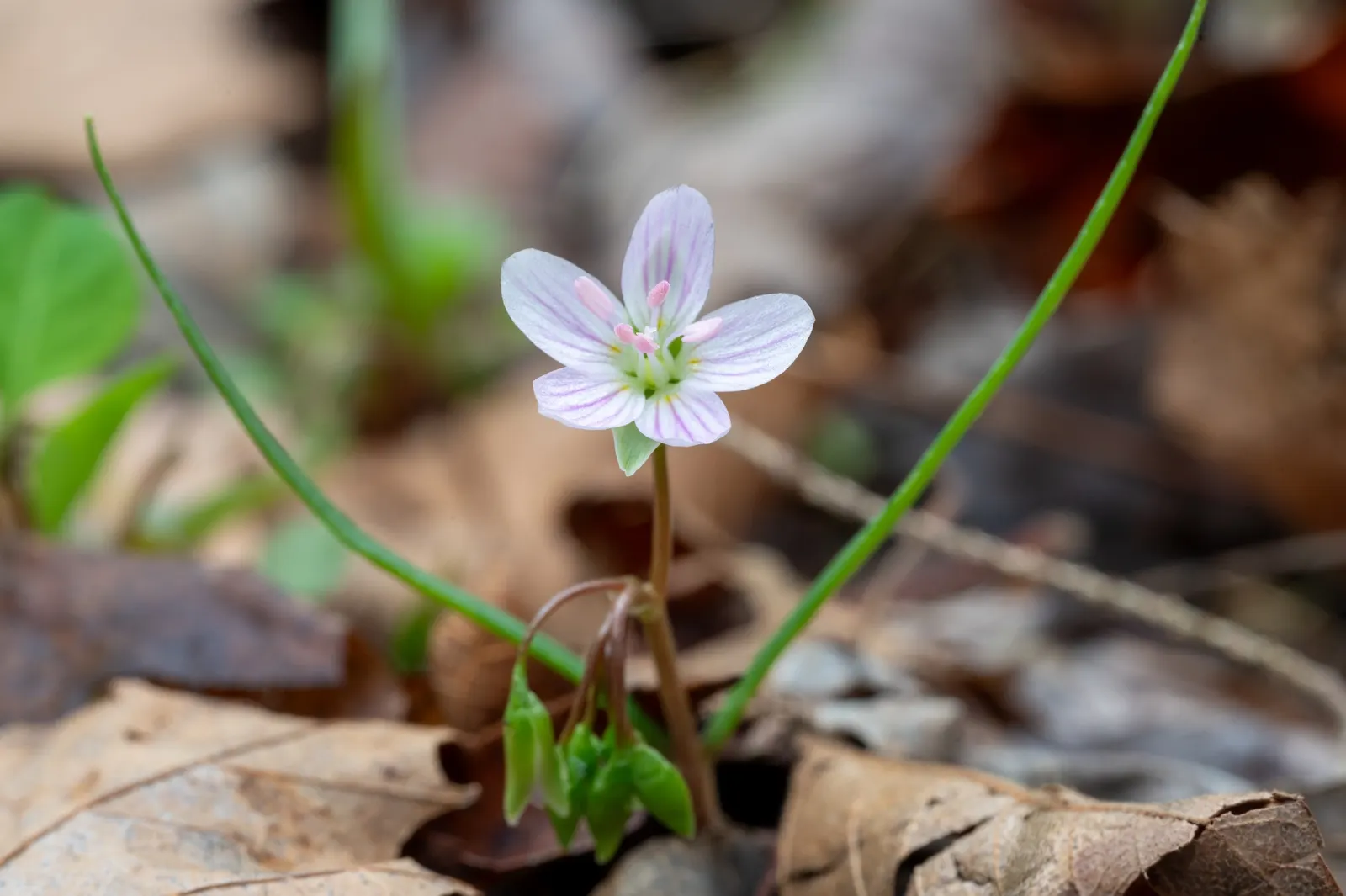 Spring Beauty (Claytonia Virginica) — These blooms cluster atop smooth stems rising to a modest height of 3 to 6 inches; eagerly emerging as the frost recedes