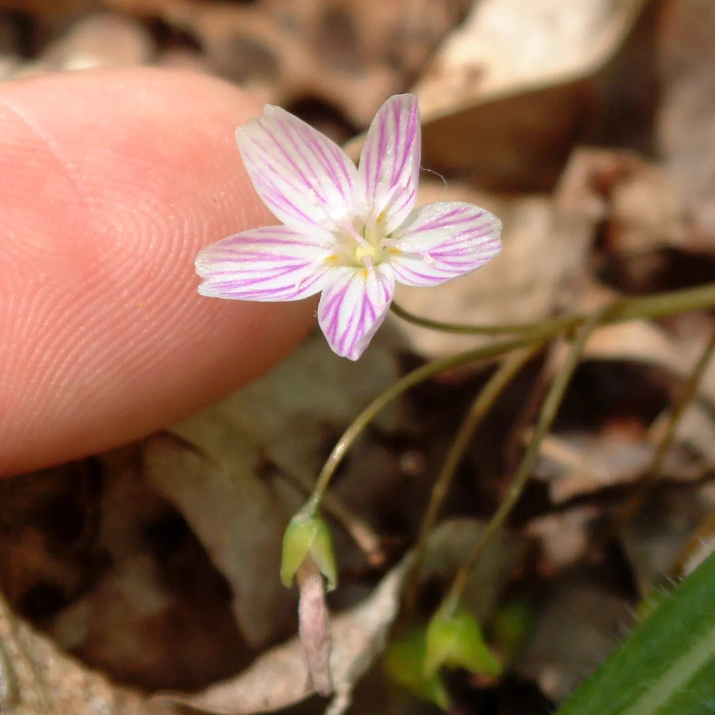 Spring Beauty (Claytonia Virginica) — Spring Beauty (Claytonia virginica) is a charming, native woodland perennial; this ephemeral graces moist, image 151