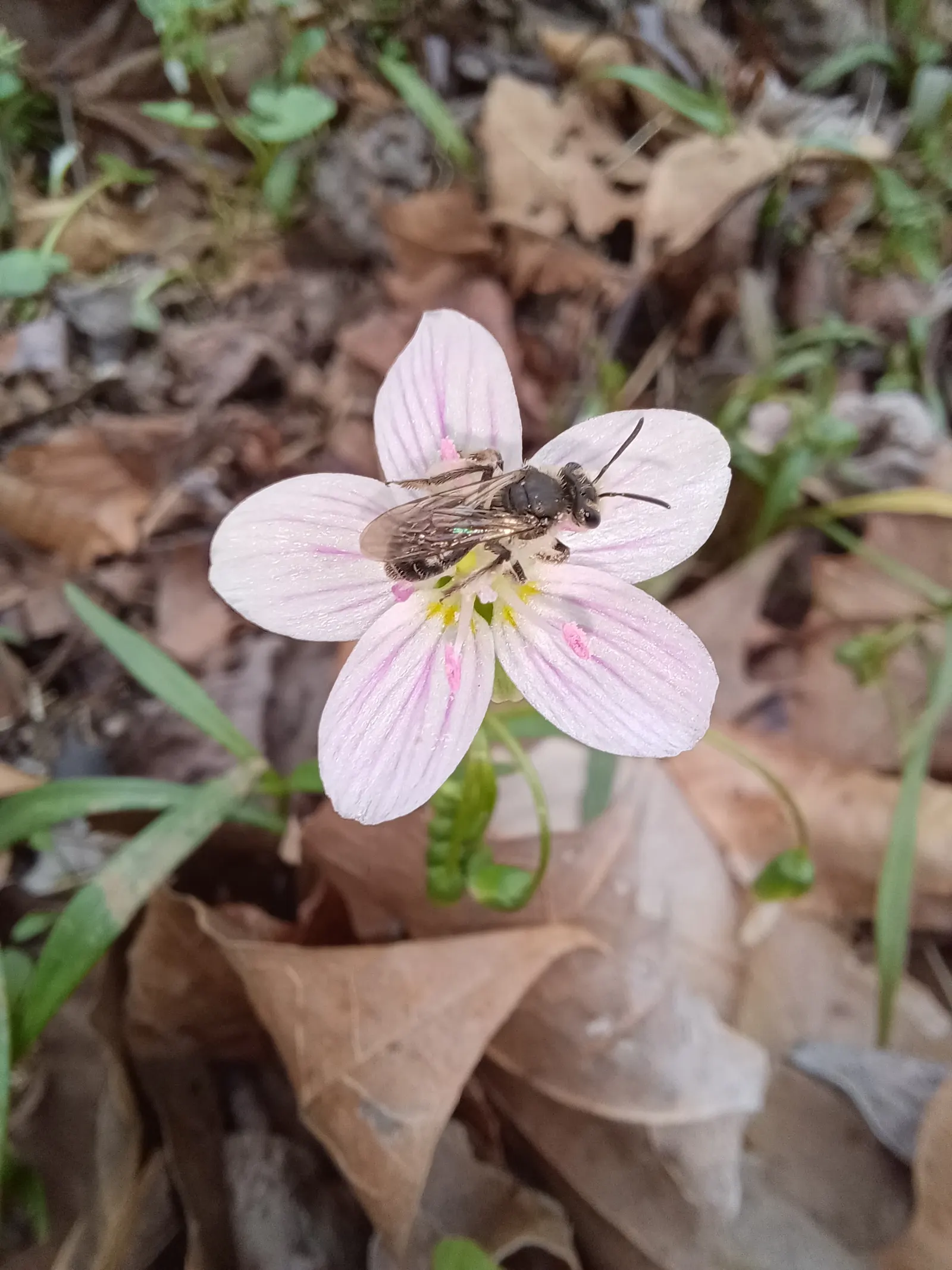 Spring Beauty (Claytonia Virginica) — the Spring Beauty (Claytonia virginica); annual for half