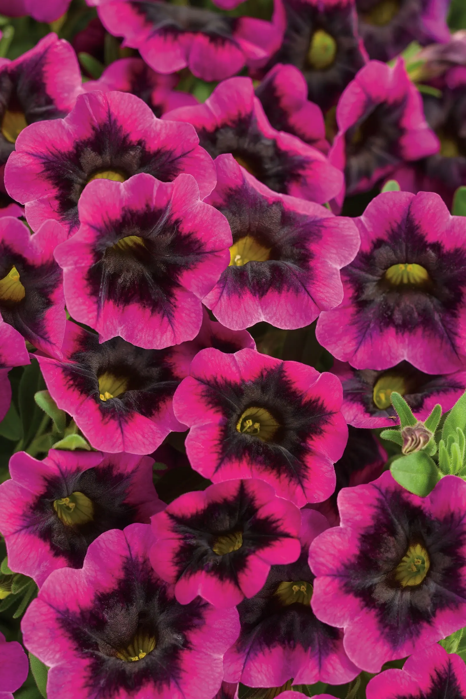 Blackcurrant Punch™ Calibrachoa — Each bloom carries vivid purple petal edges surrounding a deep