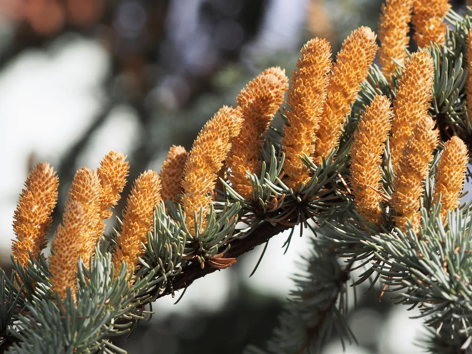 Atlas Cedar (Cedrus atlantica) — barrel-shaped cones that add further visual interest.<br><br>Hardy in USDA zones 6 through 9; mature trees bear, image 67