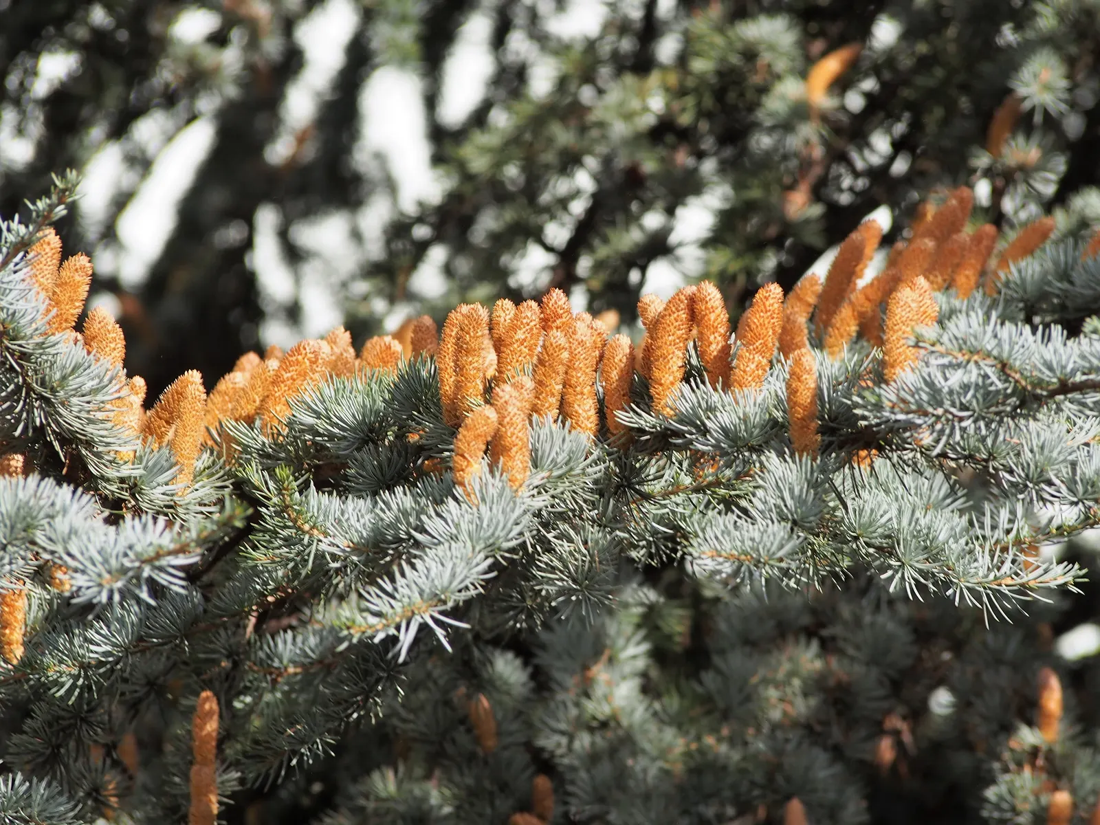 Atlas Cedar (Cedrus atlantica) — adding a textured appearance to the boughs; presenting an imposing pyramidal shape that matures into a flat-topped, image 90