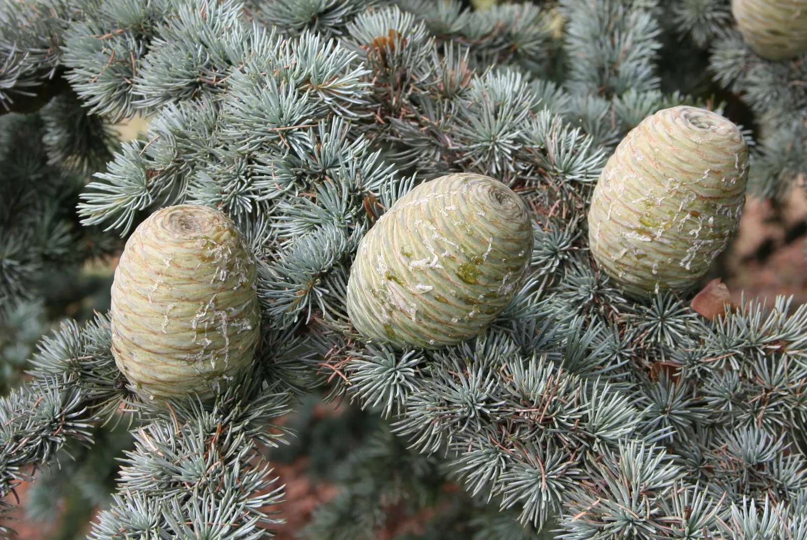 Atlas Cedar (Cedrus atlantica) — which gracefully matures into a more irregular; barrel-shaped cones that add further visual interest.<br><br>Hardy in USDA