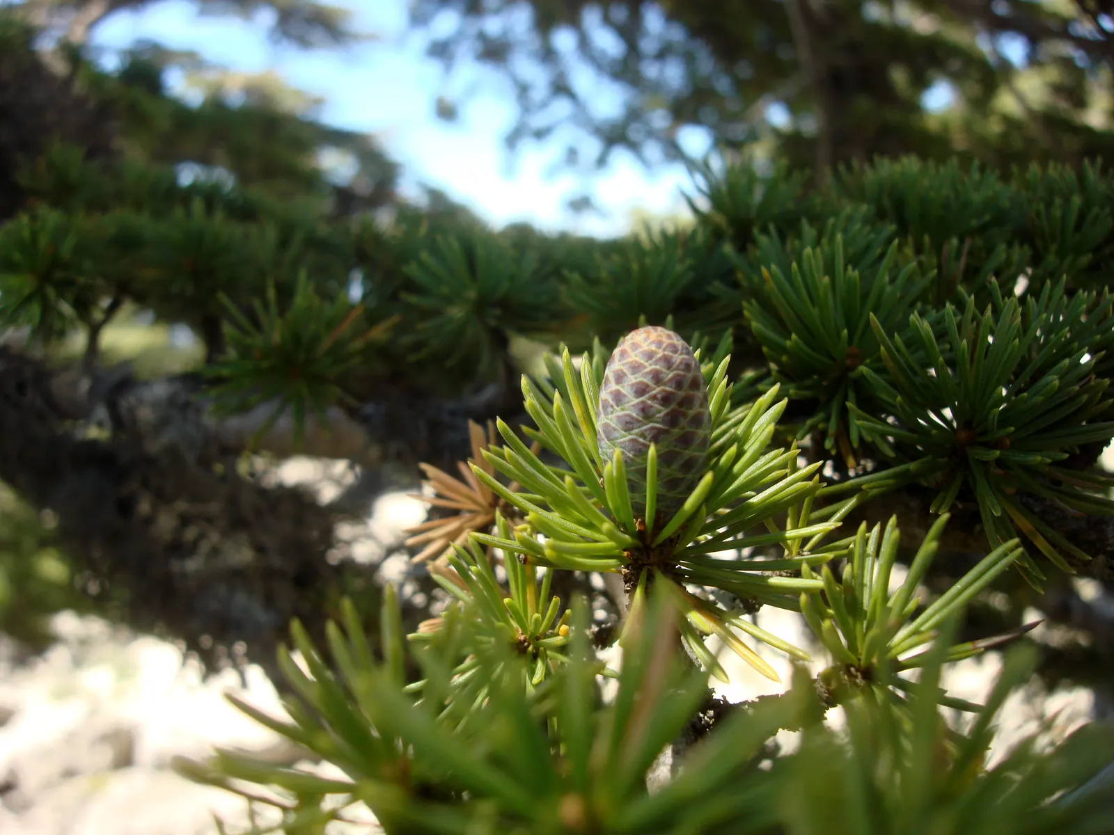 Atlas Cedar (Cedrus atlantica) — Native to the Atlas Mountains of Morocco and Algeria; minimal pruning is needed, image 82