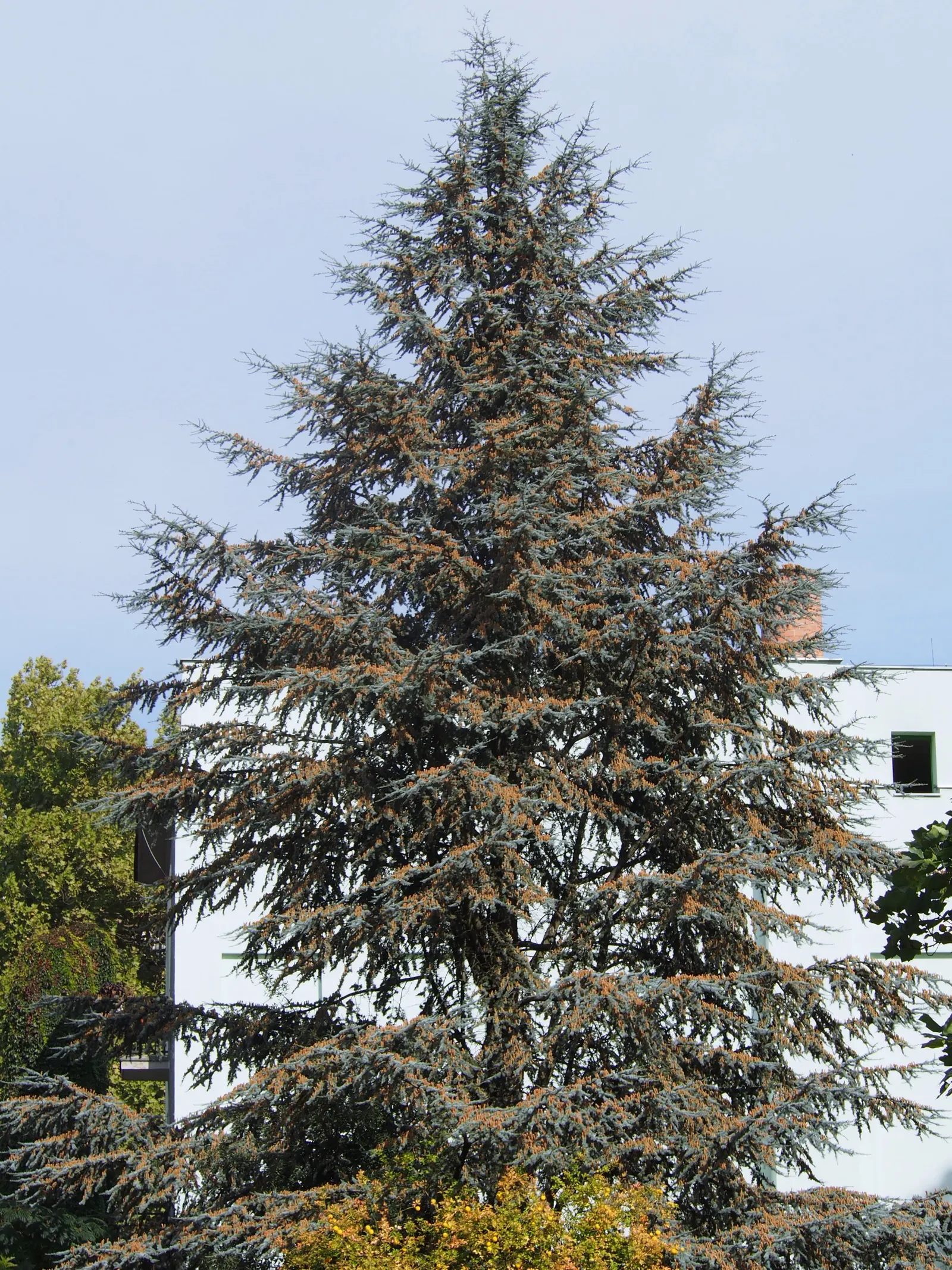Atlas Cedar (Cedrus atlantica) — Although it can tolerate some drought once established