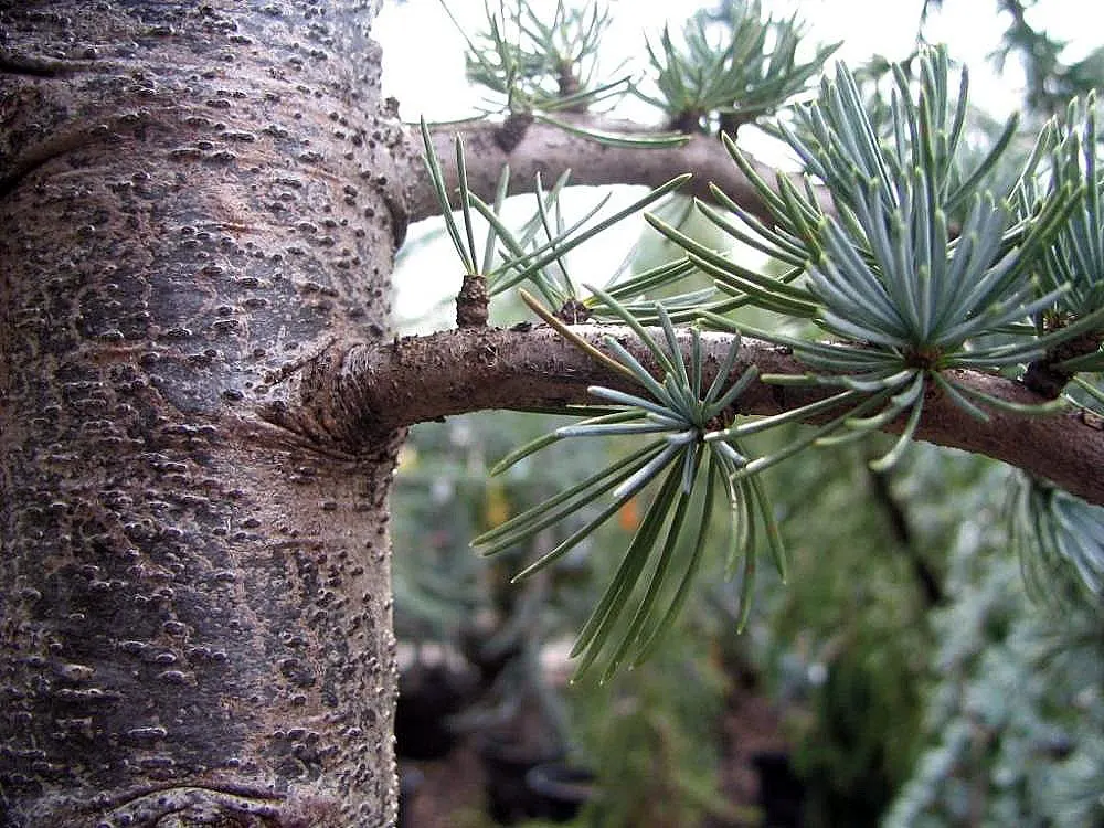 Atlas Cedar (Cedrus atlantica) — adding a textured appearance to the boughs; presenting an imposing pyramidal shape that matures into a flat-topped, image 65