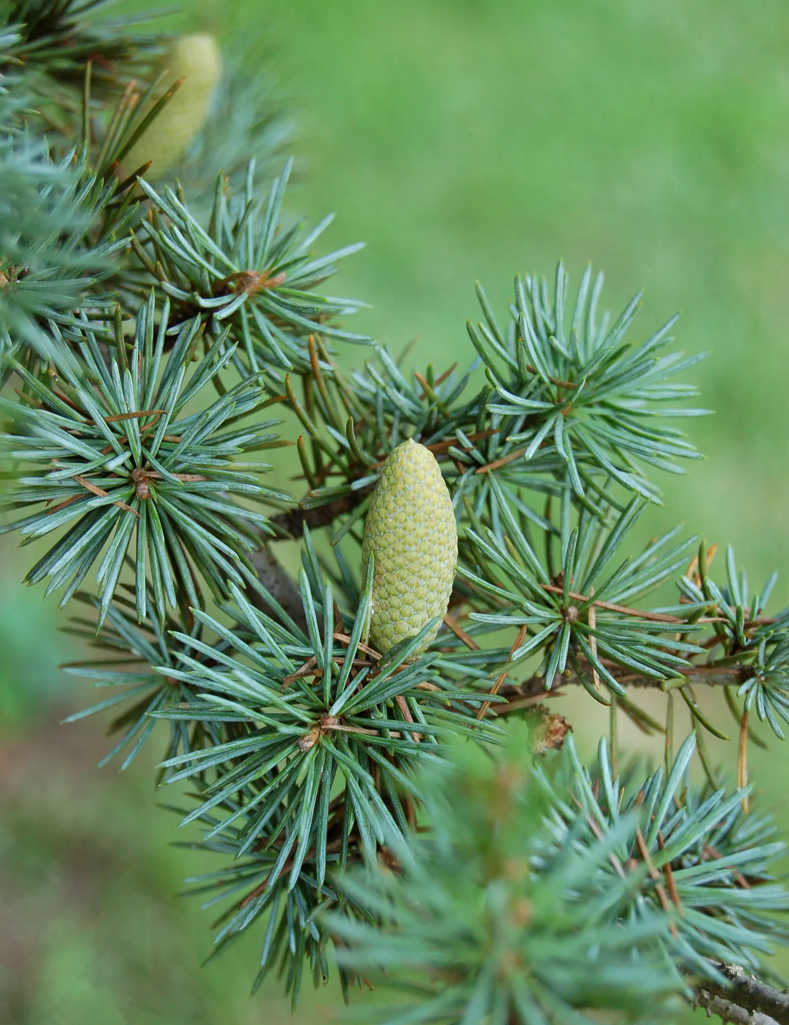 Atlas Cedar (Cedrus atlantica) — showcasing a pyramidal to conical silhouette when young; which gracefully matures into a more irregular