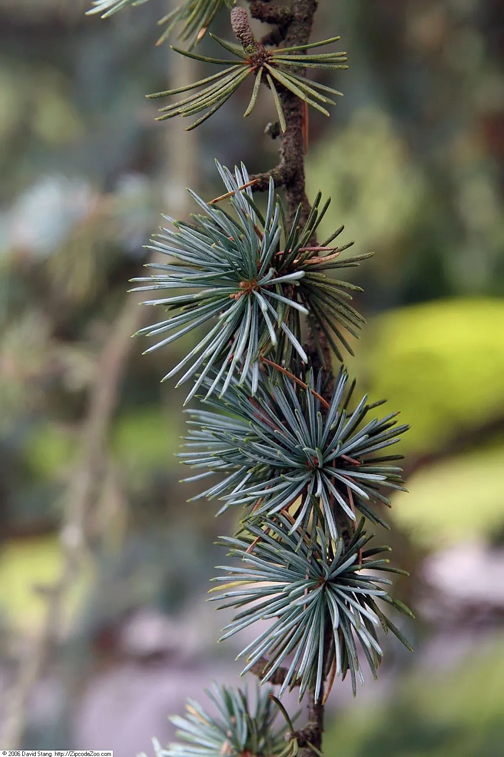 Atlas Cedar (Cedrus atlantica) — adding a textured appearance to the boughs