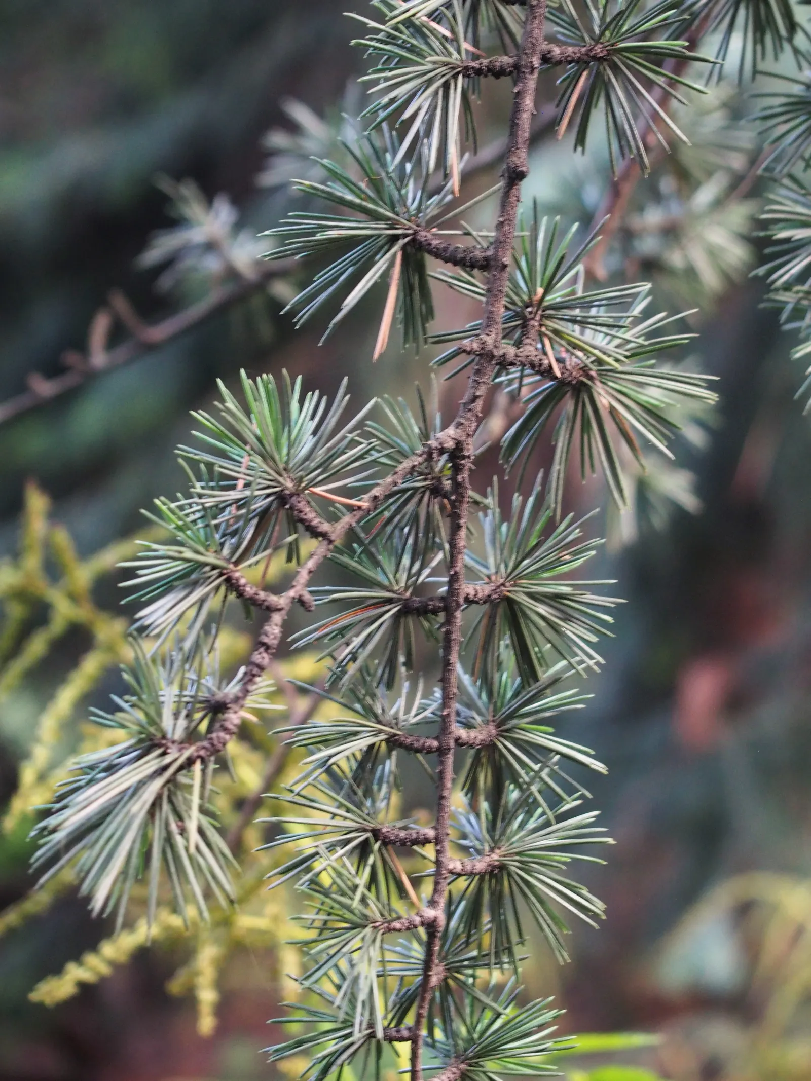 Atlas Cedar (Cedrus atlantica) — The needles are approximately 1 inch in length and grow in clusters on short spurs; regular watering during its, image 89