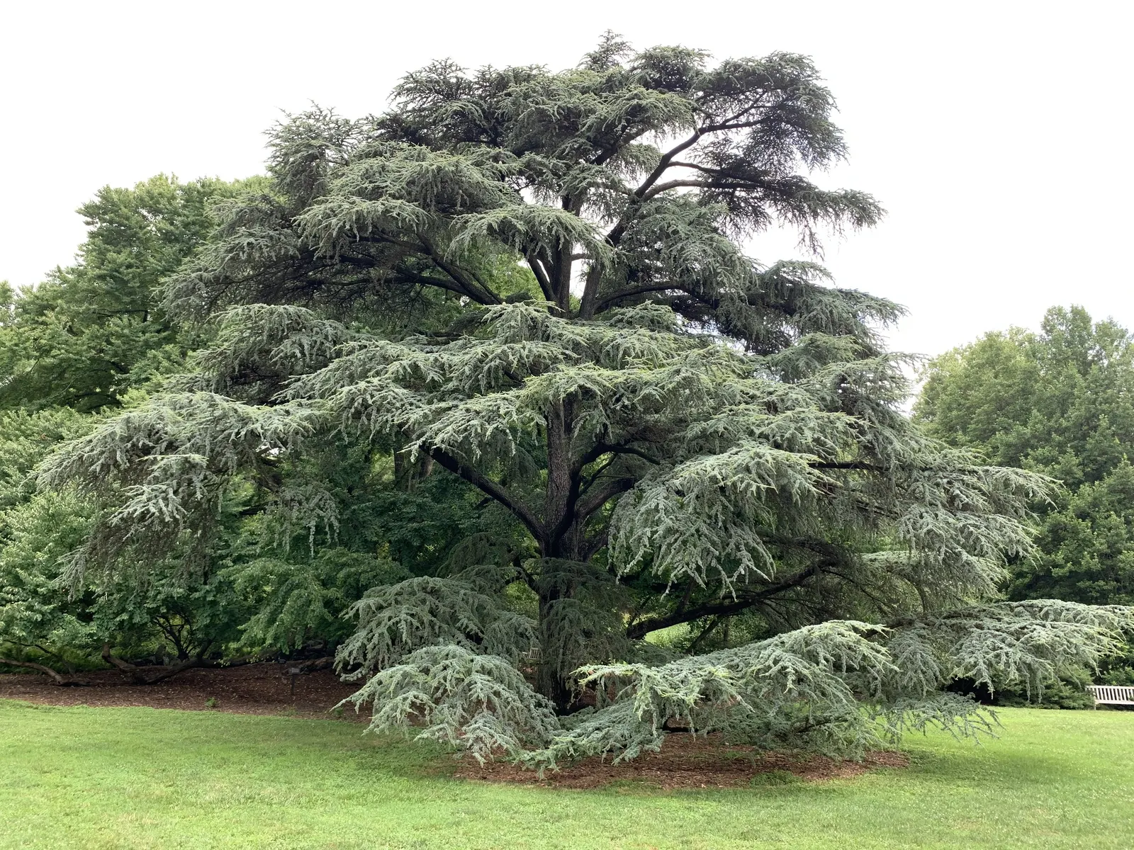 Atlas Cedar (Cedrus atlantica) — mature trees bear upright; showcasing a pyramidal to conical silhouette when young