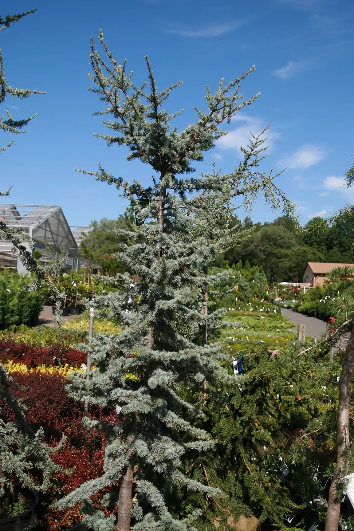Atlas Cedar (Cedrus atlantica) — Its serene beauty is well-suited for large estates; this cedar species presents itself as a commanding element in, image 73