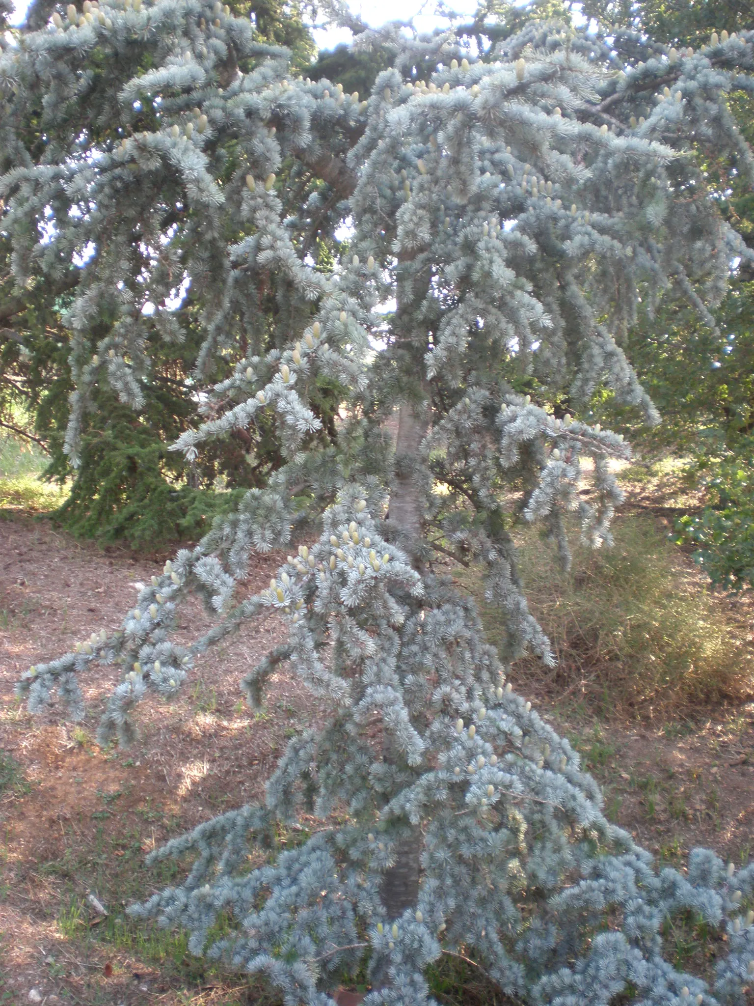 Atlas Cedar (Cedrus atlantica) — with a spread of 20 to 40 feet; is an evergreen conifer renowned for its majestic stature and captivating presence, image 62