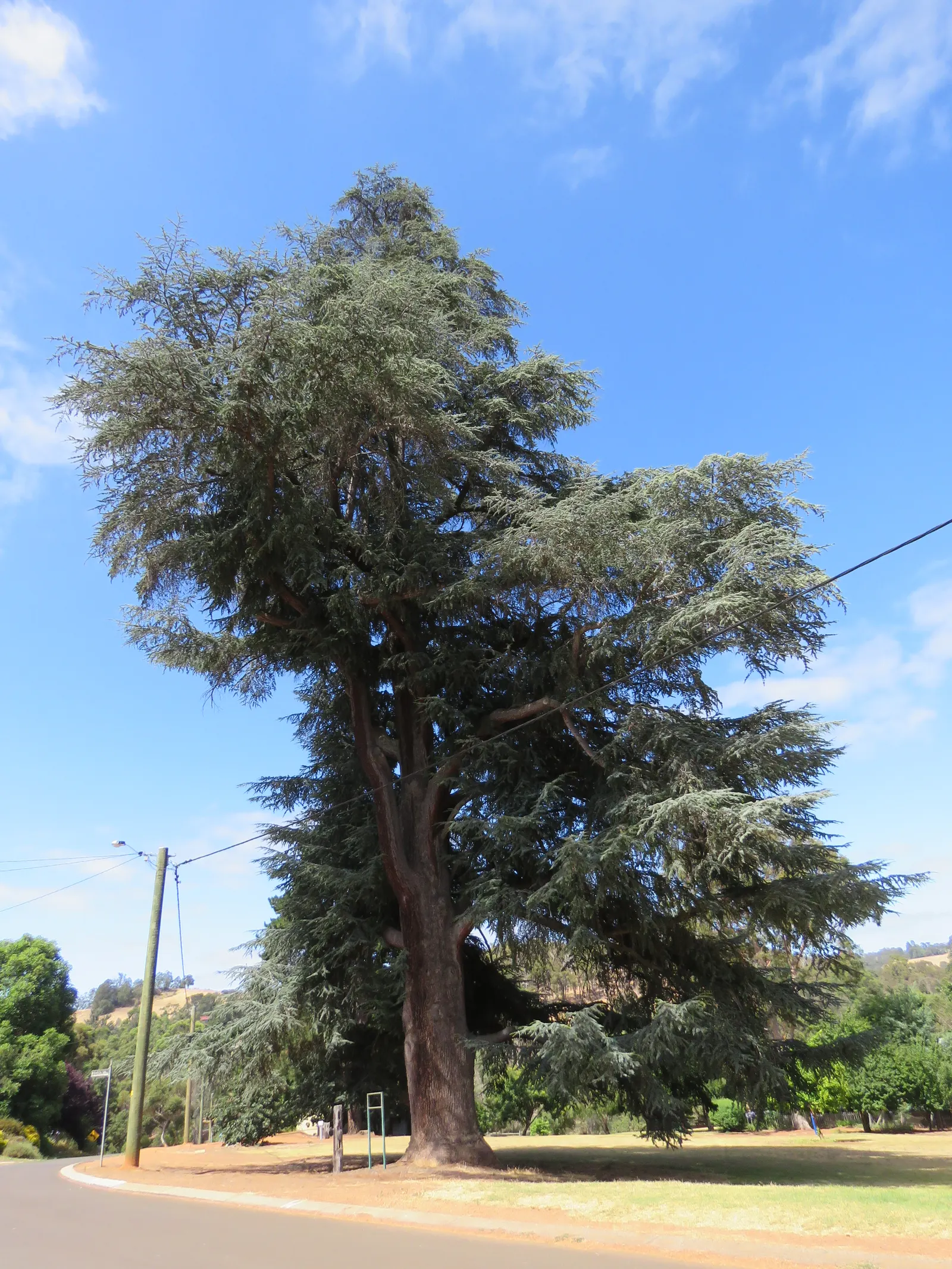 Atlas Cedar (Cedrus atlantica) — Cedrus atlantica requires a planting site with full sun exposure and well-drained soil; its serene beauty is, image 68