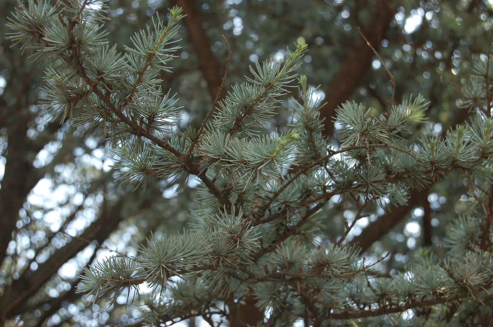Atlas Cedar (Cedrus atlantica) — primarily to remove any dead or damaged branches.<br><br>A focal point due to its grand size and elegant form