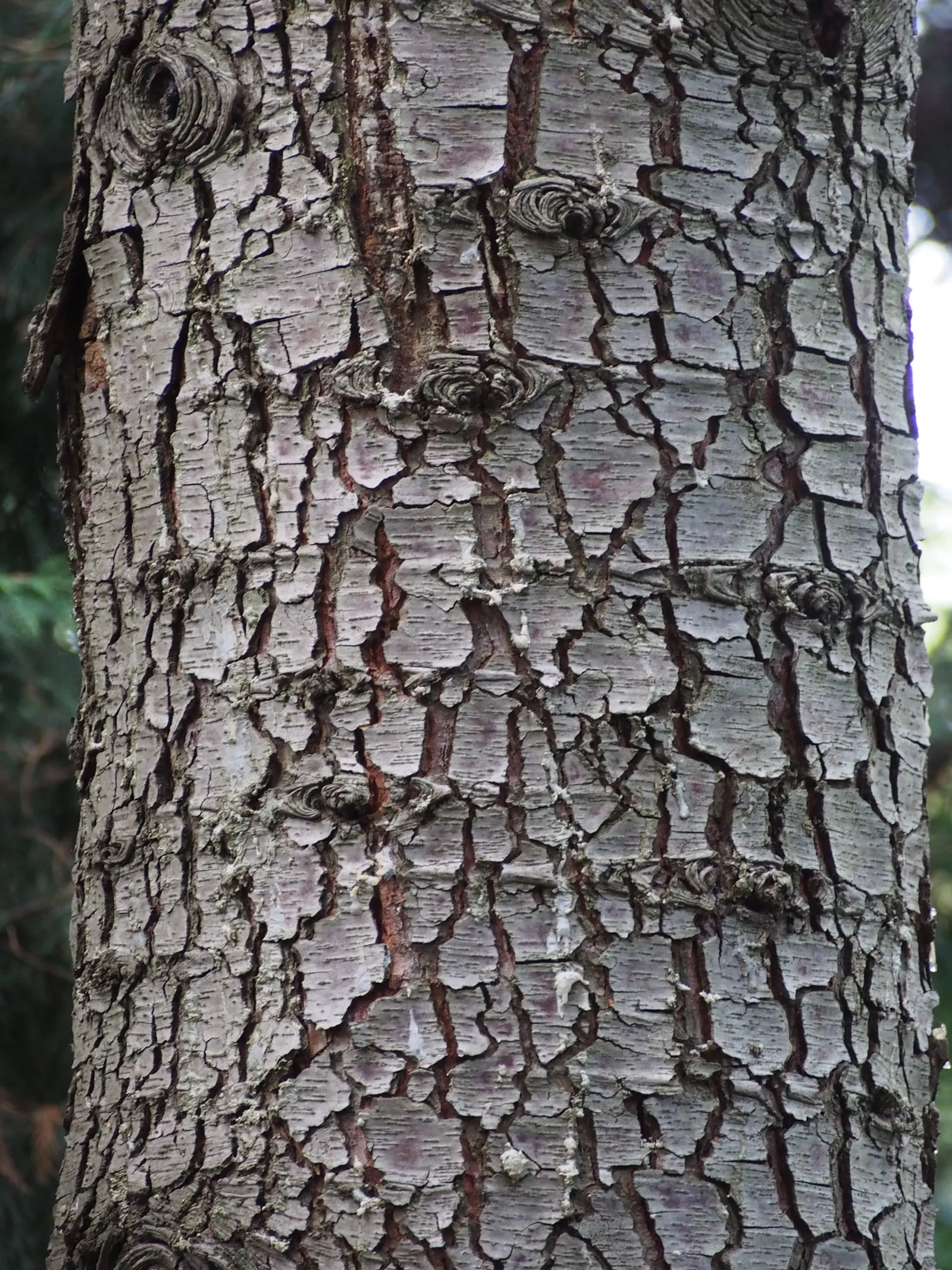 Atlas Cedar (Cedrus atlantica) — barrel-shaped cones that add further visual interest.<br><br>Hardy in USDA zones 6 through 9
