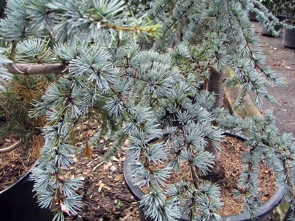 Atlas Cedar (Cedrus atlantica) — Hardy in zones 6-9, it prefers full sun and well-drained soil