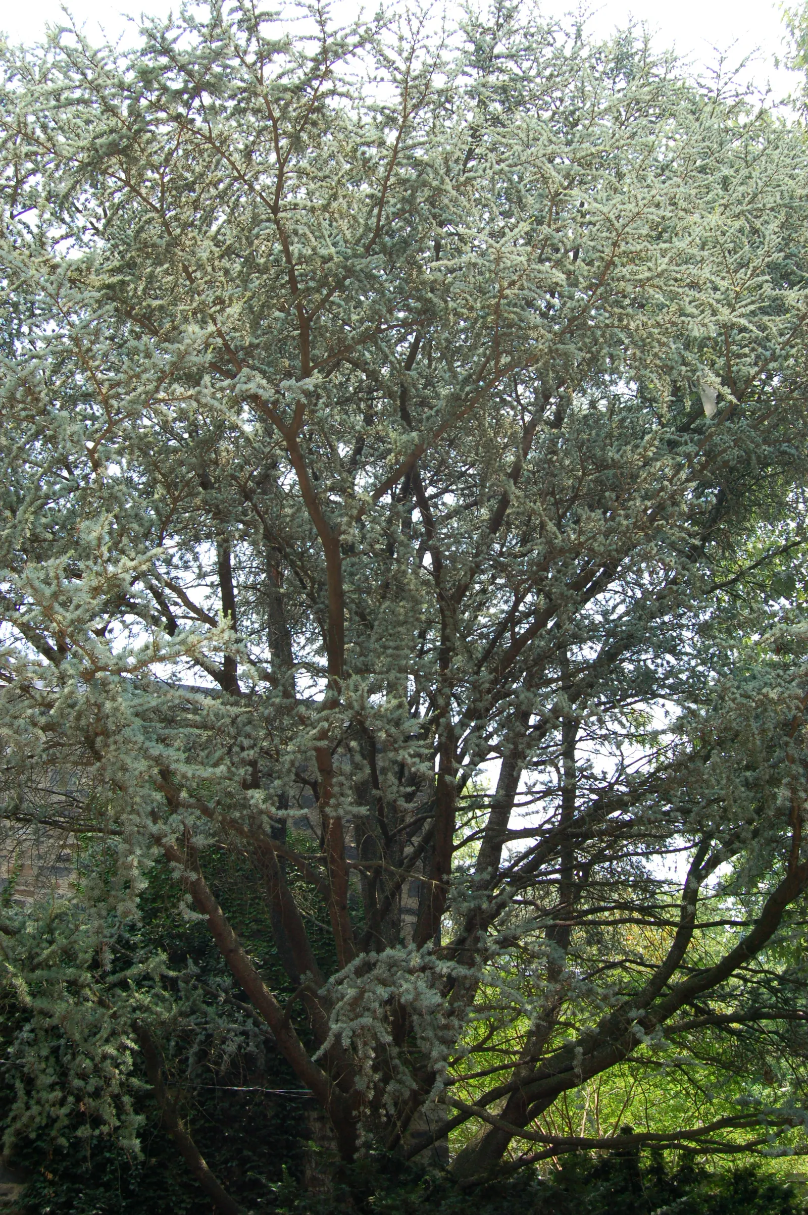 Atlas Cedar (Cedrus atlantica) — presenting an imposing pyramidal shape that matures into a flat-topped crown; flat-topped form with age.<br><br>Mature Atlas