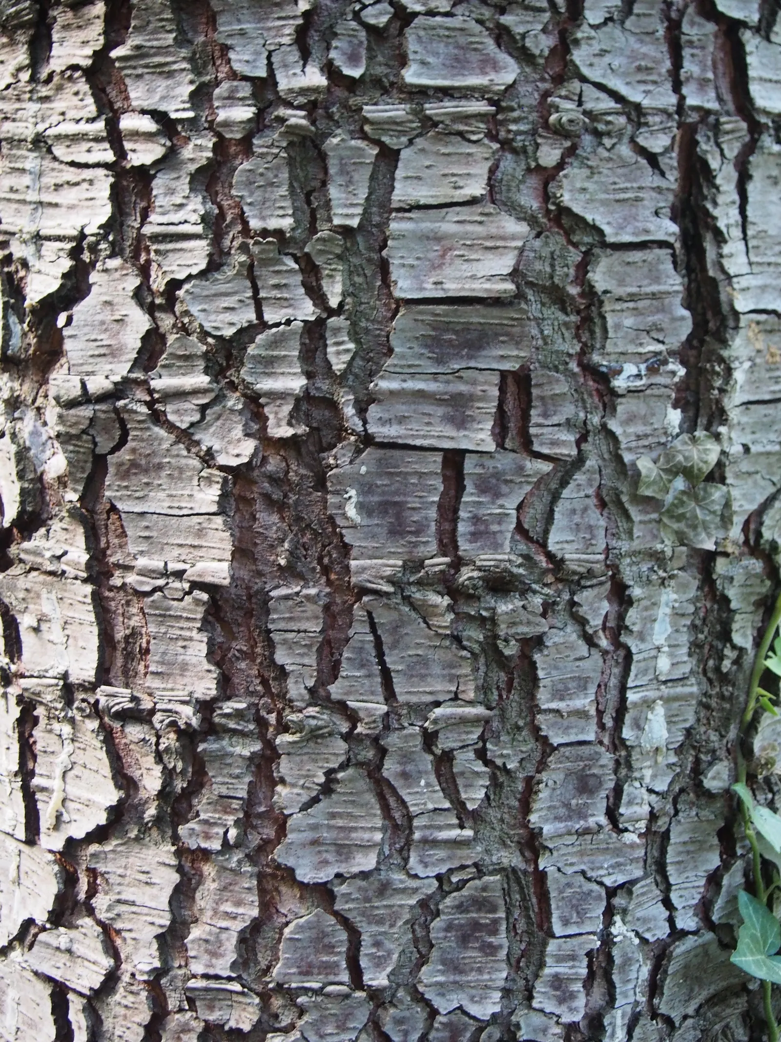 Atlas Cedar (Cedrus atlantica) — scientifically named Cedrus atlantica