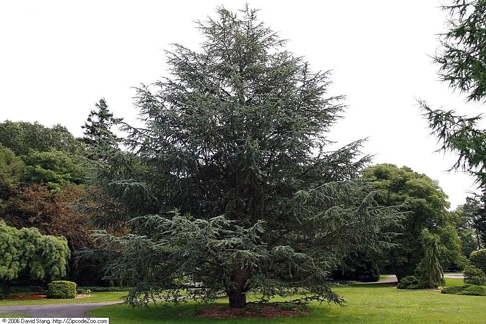 Atlas Cedar (Cedrus atlantica) — minimal pruning is needed