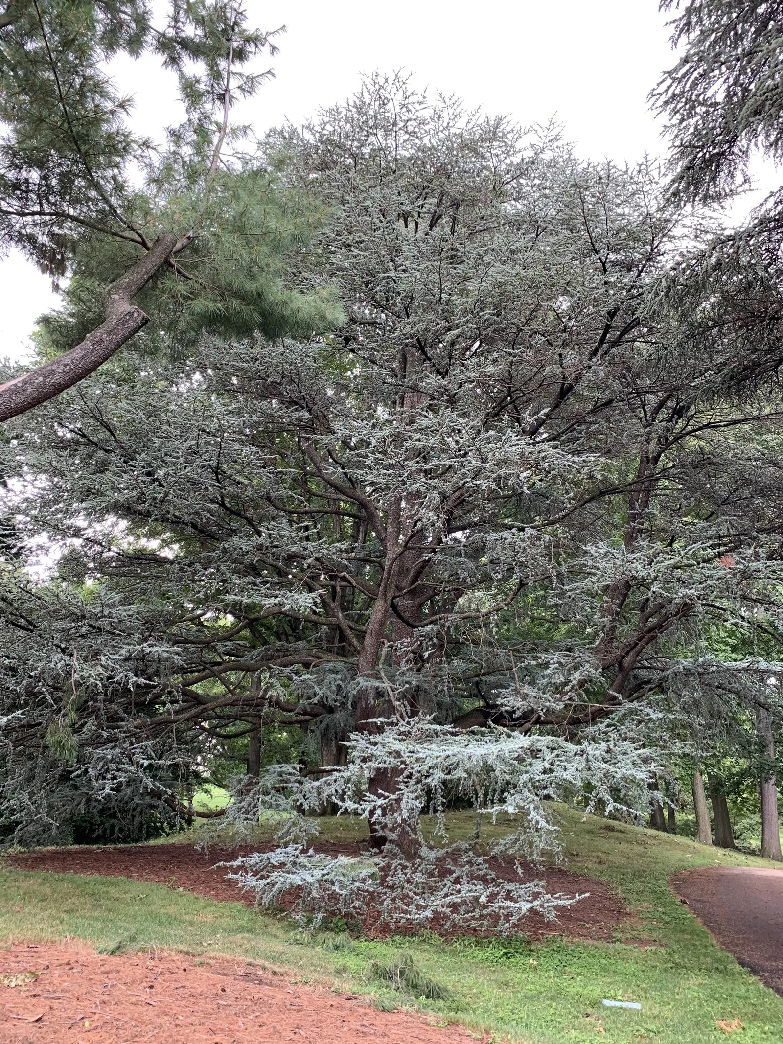 Atlas Cedar (Cedrus atlantica) — The needles are approximately 1 inch in length and grow in clusters on short spurs; regular watering during its, image 64