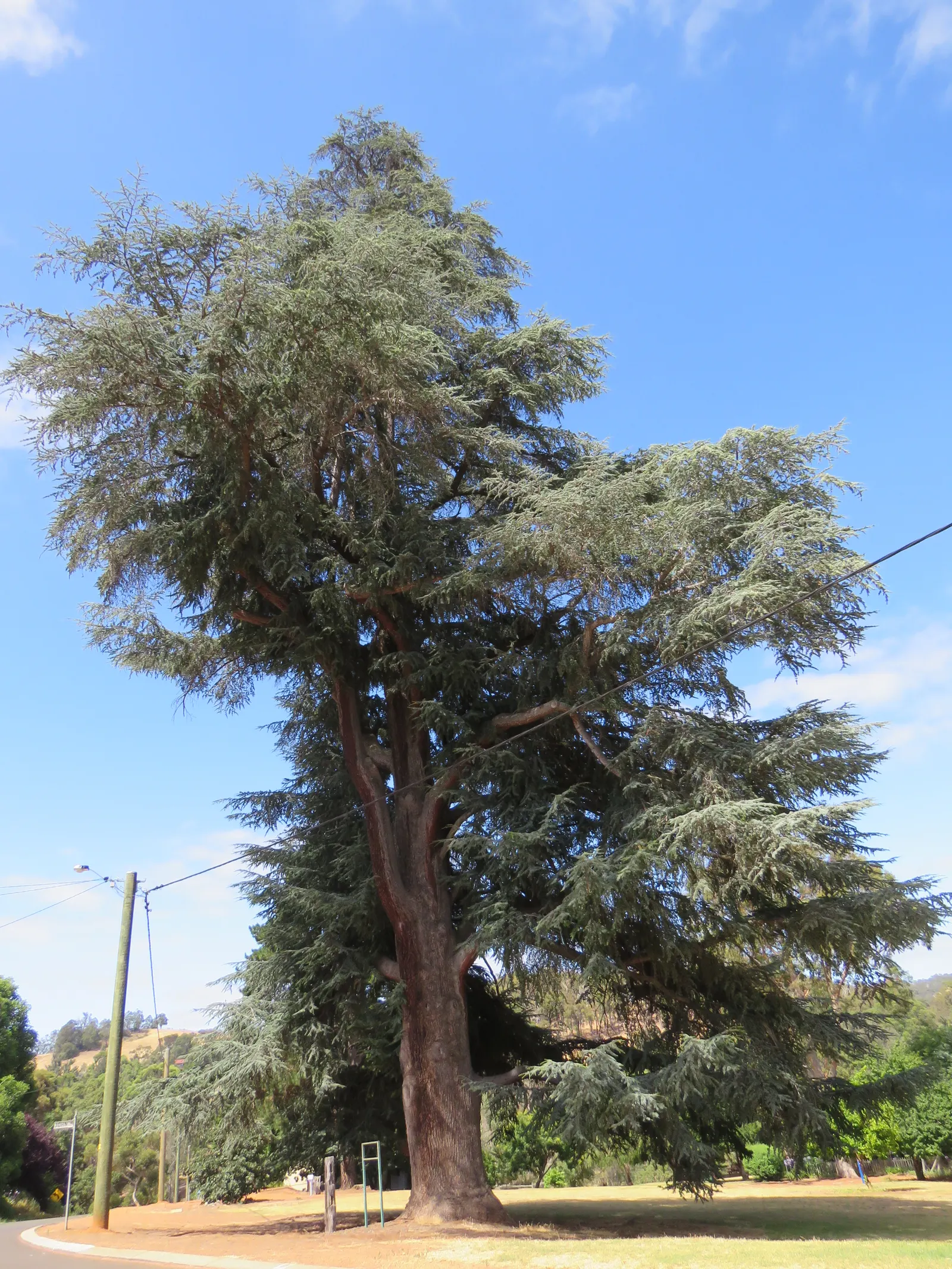 Atlas Cedar (Cedrus atlantica) — and as a distinguished specimen tree in sizable residential gardens; adding a textured appearance to the boughs, image 74