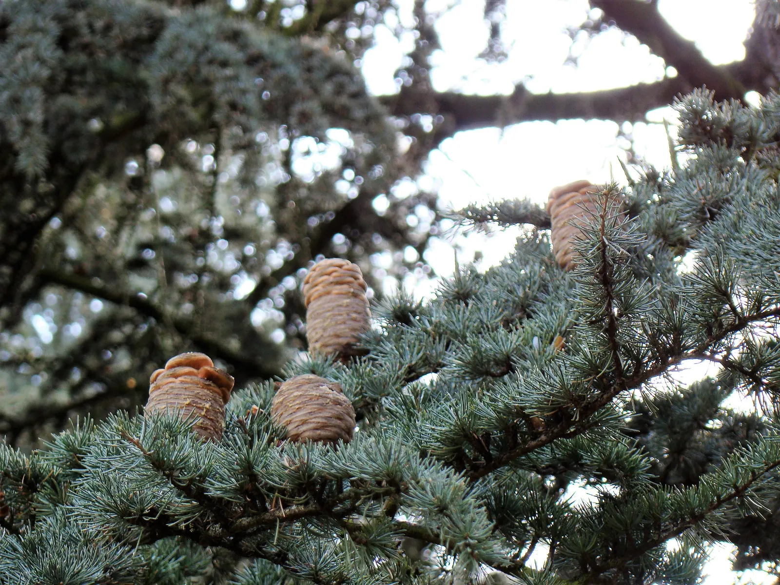 Atlas Cedar (Cedrus atlantica) — Cedrus atlantica requires a planting site with full sun exposure and well-drained soil