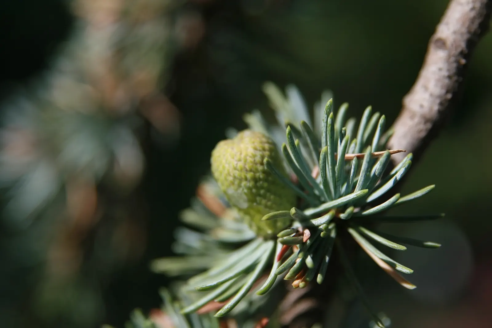 Atlas Cedar (Cedrus atlantica) — This majestic tree can reach heights of 40-60 feet with a spread of 30-40 feet