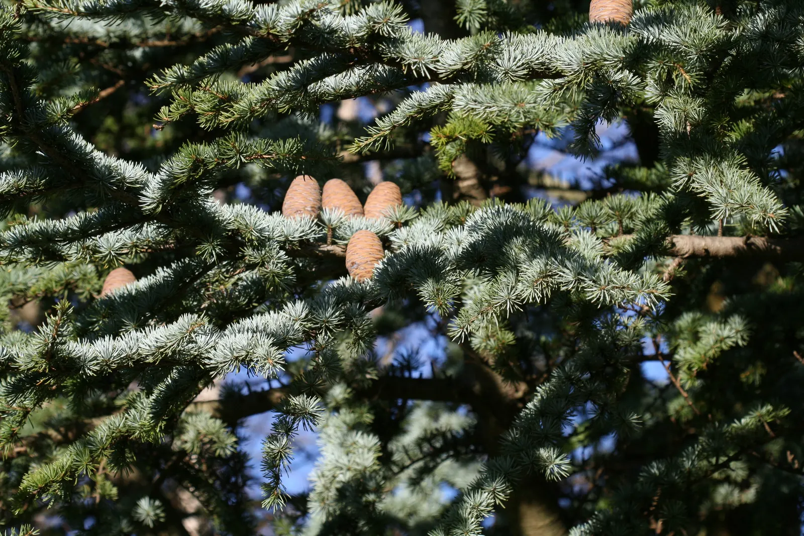 Atlas Cedar (Cedrus atlantica) — scientifically named Cedrus atlantica; native to the Atlas Mountains of Morocco and Algeria, image 80