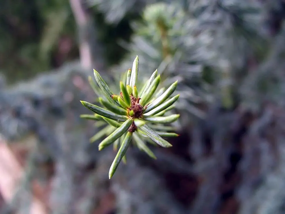 Atlas Cedar (Cedrus atlantica) — primarily to remove any dead or damaged branches.<br><br>A focal point due to its grand size and elegant form, image 72