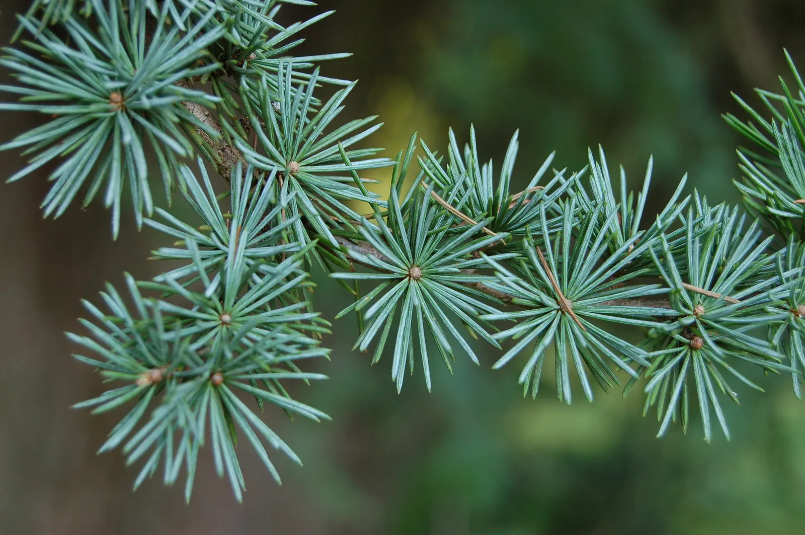 Atlas Cedar (Cedrus atlantica) — is an evergreen conifer renowned for its majestic stature and captivating presence in any landscape design; the needles are