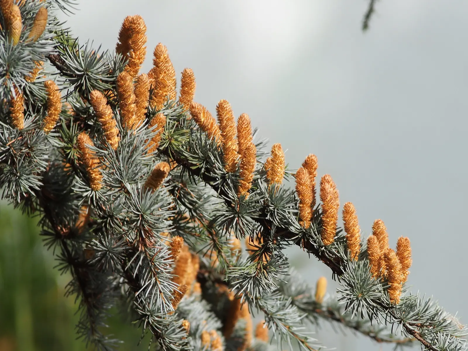 Atlas Cedar (Cedrus atlantica) — minimal pruning is needed; although it can tolerate some drought once established, image 71