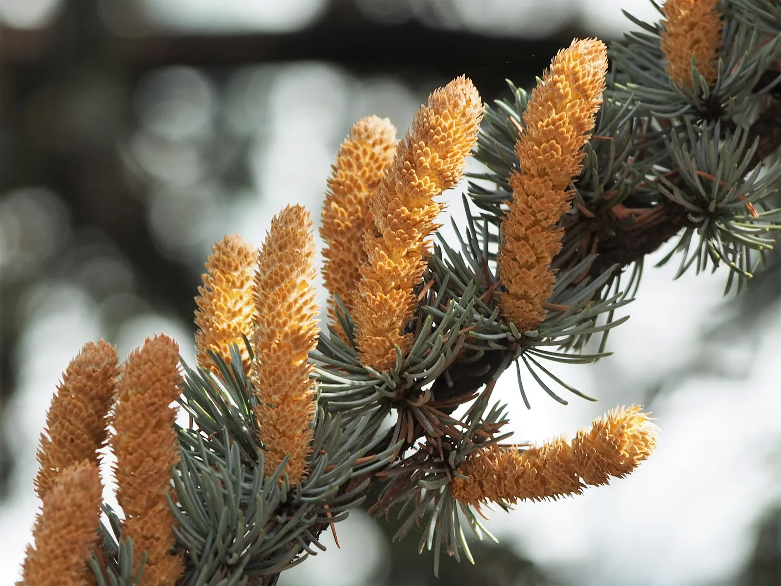 Atlas Cedar (Cedrus atlantica) — offering a well-defined structure along with dense, image 88