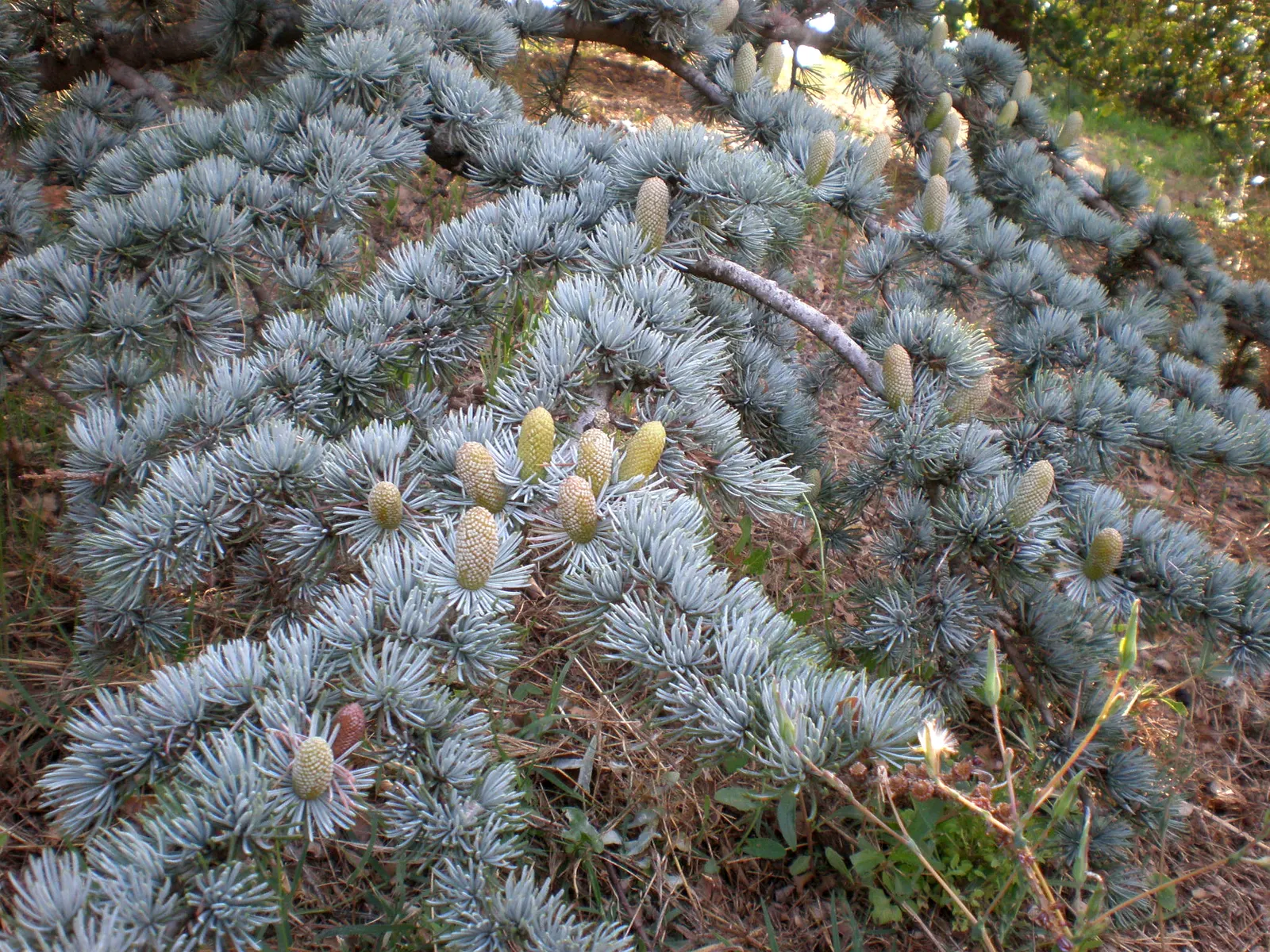 Atlas Cedar (Cedrus atlantica) — This majestic tree can reach heights of 40-60 feet with a spread of 30-40 feet; ideal as a specimen plant, it, image 76