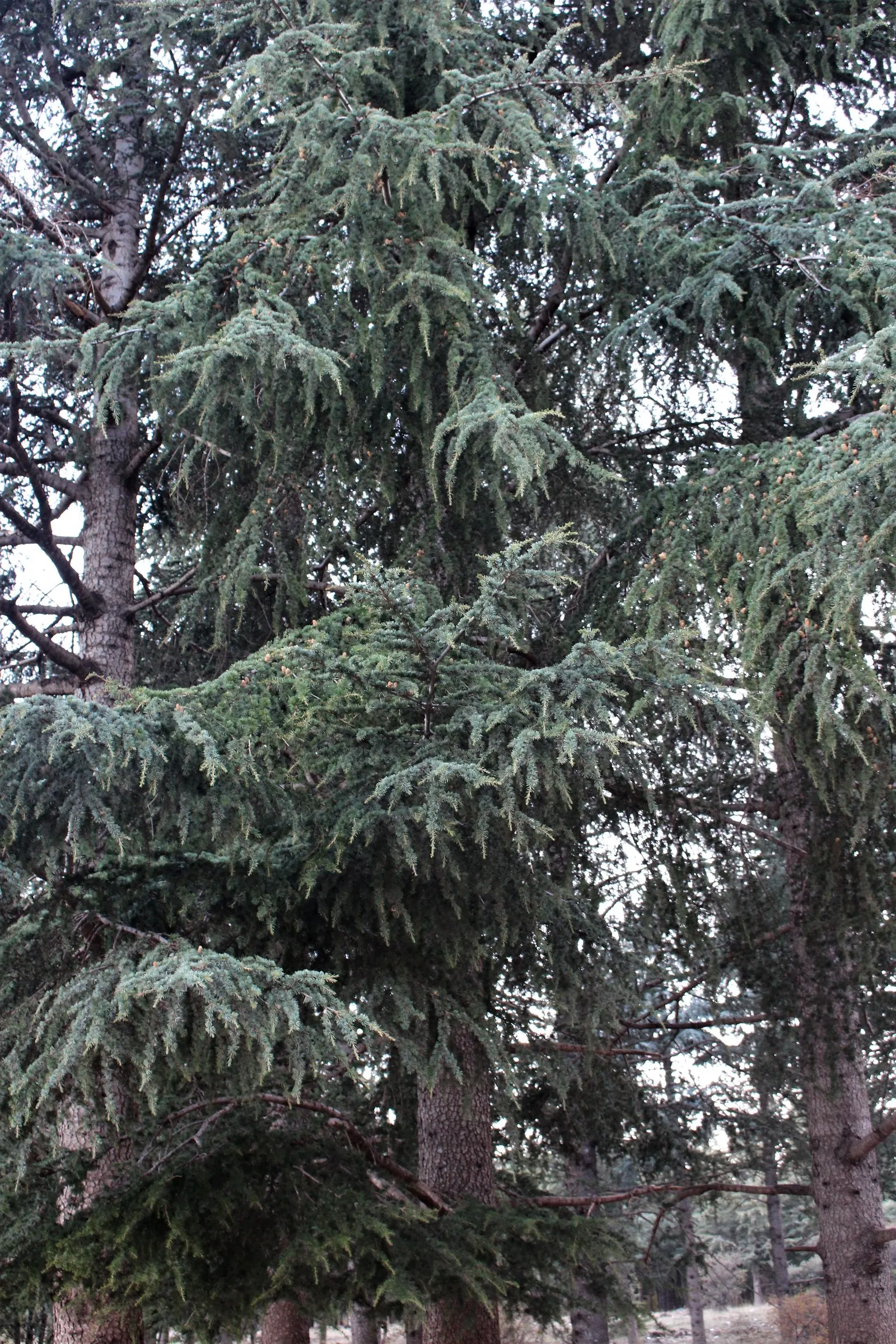 Atlas Cedar (Cedrus atlantica) — this cedar species presents itself as a commanding element in gardens; hardy in zones 6-9, it prefers full sun and, image 83