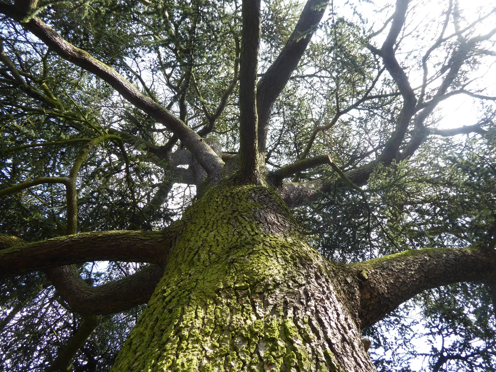 Atlas Cedar (Cedrus atlantica) — is an evergreen conifer renowned for its majestic stature and captivating presence in any landscape design; the, image 81