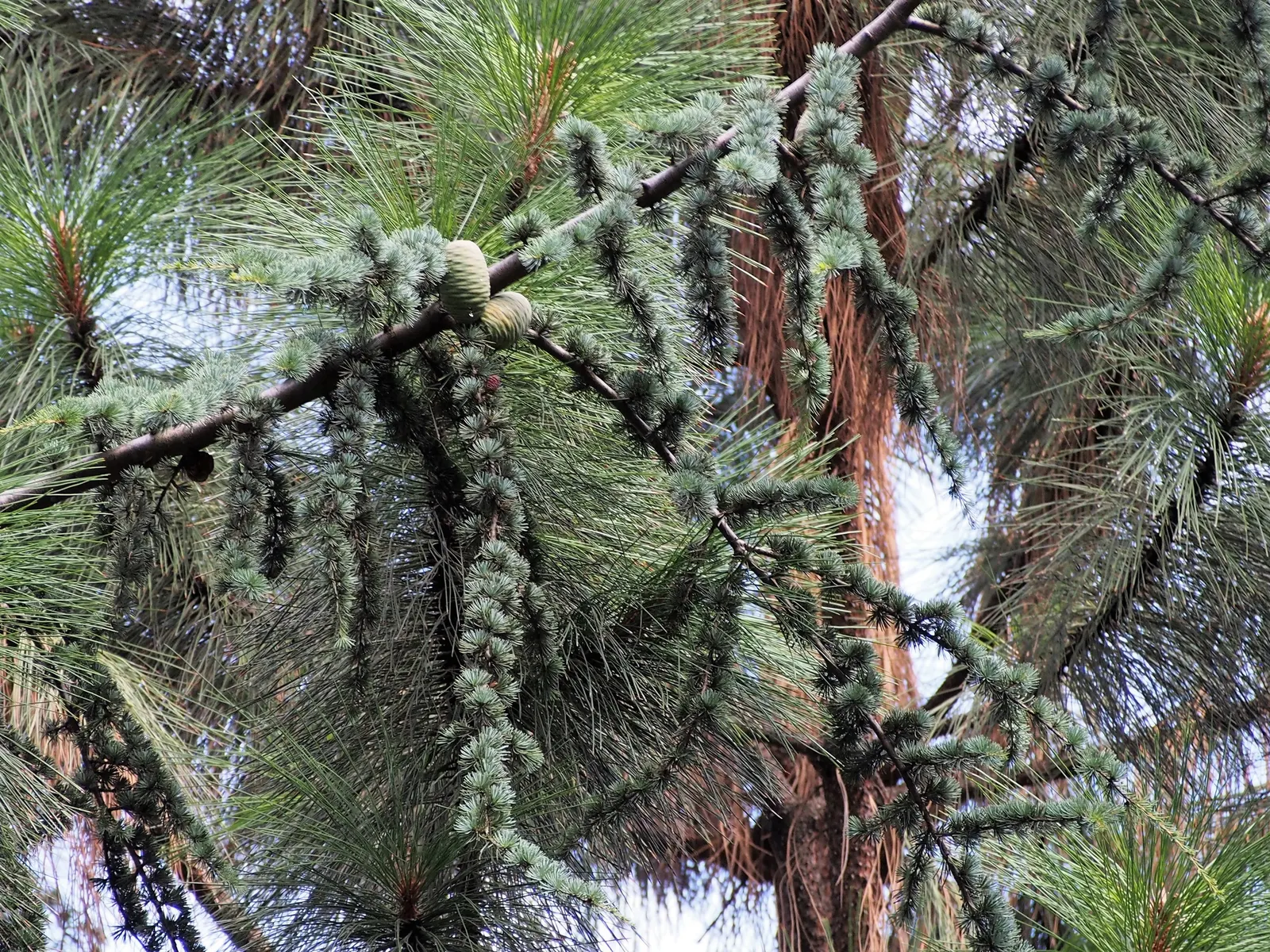 Atlas Cedar (Cedrus atlantica) — Although it can tolerate some drought once established; scientifically named Cedrus atlantica, image 94